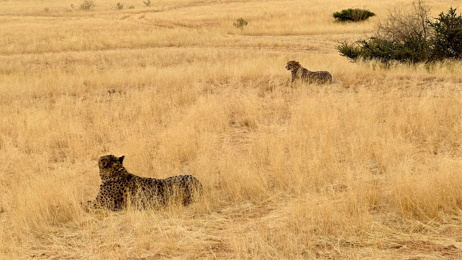 Cheetahs in Namibia